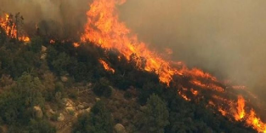 Pylli Foto Pylli në Fier pushtohet nga flakët, zjarrfikëse të shumta po luftojnë ...