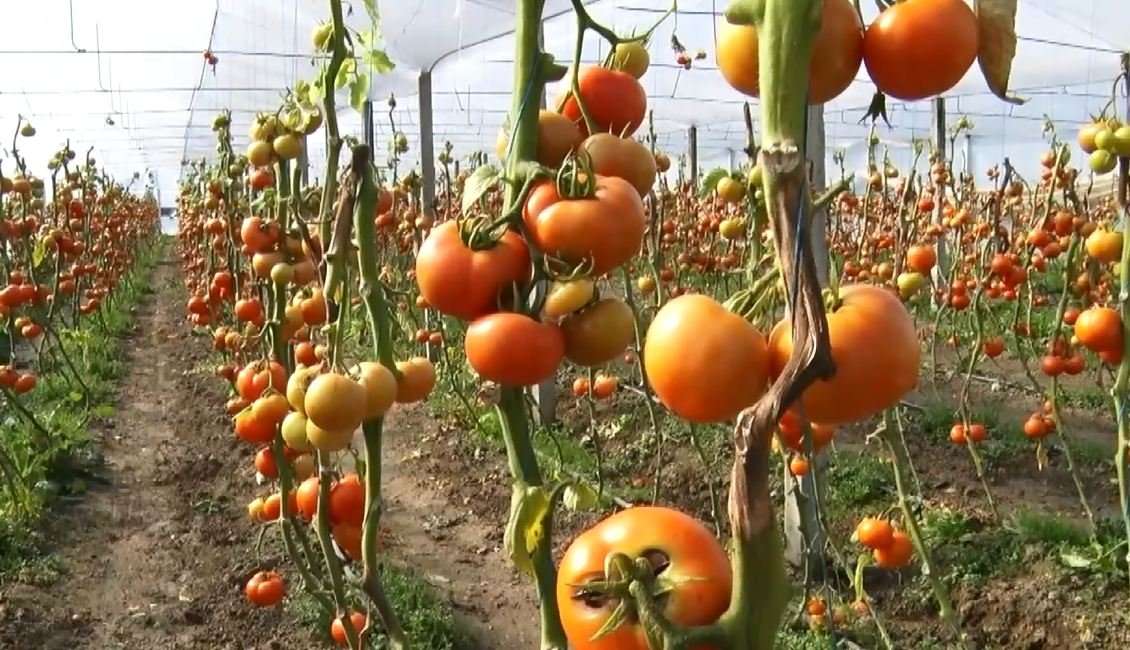 Domatet mbeten në sera/ Fermerët e Urës Vajgurore: Pikat e grumbullimit nuk i mbledhin më