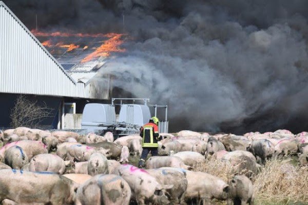 ​Zjarr në një fermë në Gjermani, pësojnë 55.000 derra