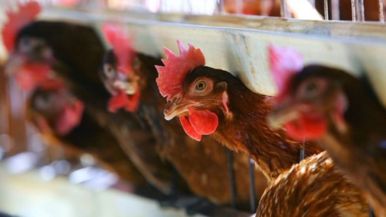 Asgjësohen rreth 10 ferma në Kosovë, si pasojë e Gripit të Shpezëve 