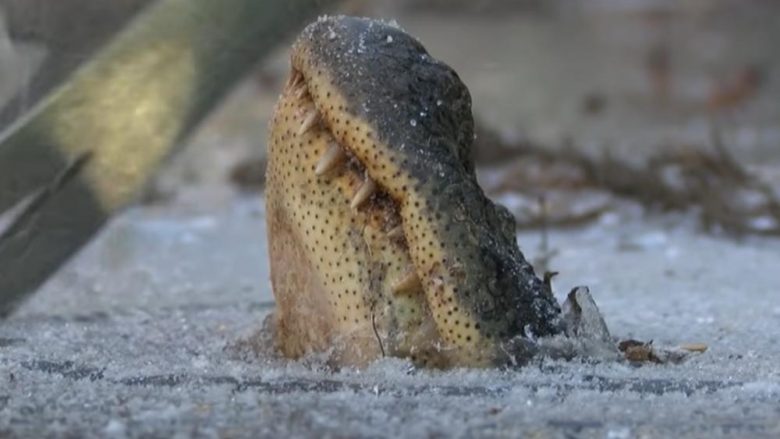Pamje që tregojnë se si aligatorët i mbijetojnë edhe temperaturave shumë të ulëta