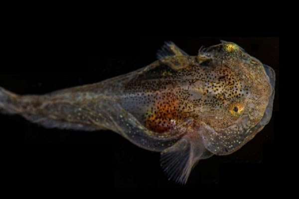 Shkencëtarët zbuluan një specie të re peshqish, ka diçka shumë të pazakontë