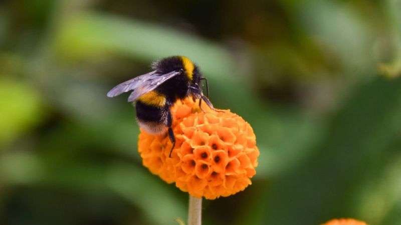 Studimi i ri: Ndotja e ajrit pengon insektet pjalmuese të gjejnë lule