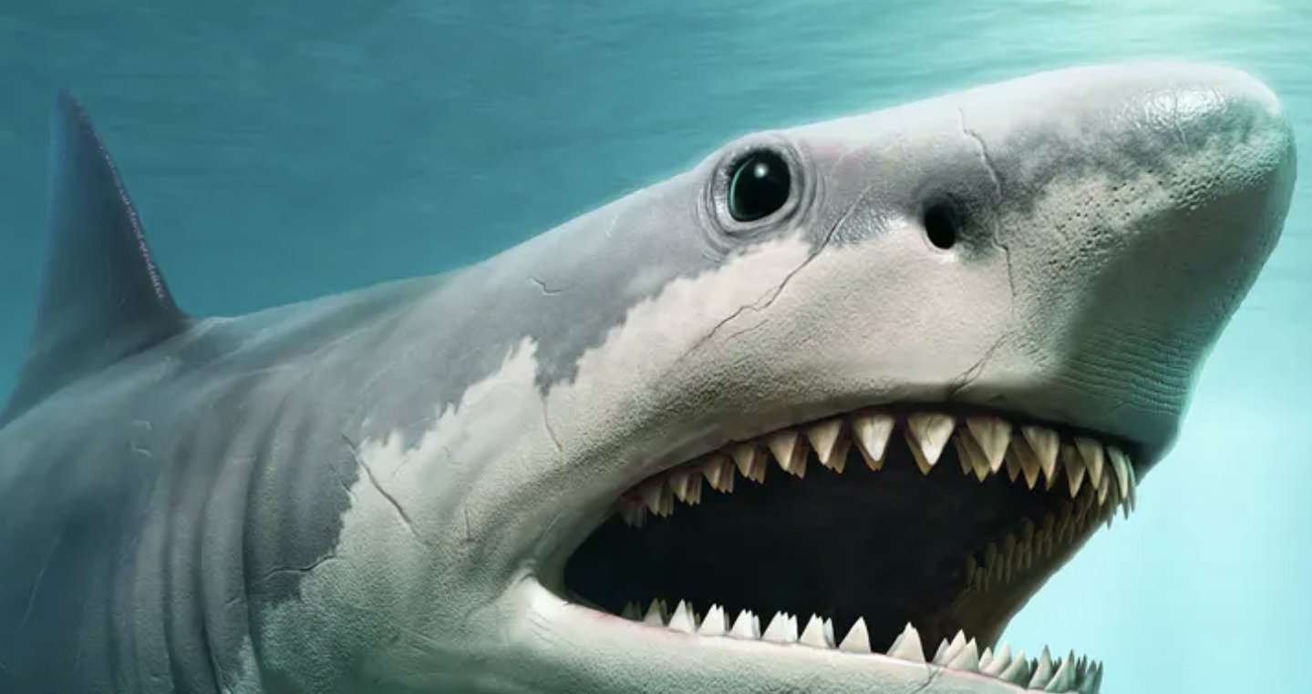 Sundoi oqeanet për miliona vite, pse u zhduk super-peshkaqeni Megalodon?