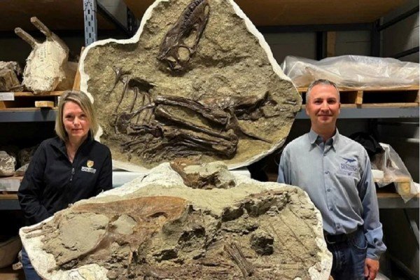 ​Vakti i fundit i tiranozaurit ishin dy foshnja dinozaurësh