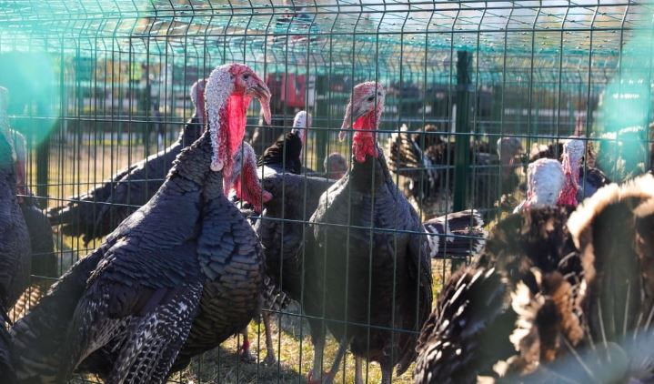 Veliaj në tregun e gjelave në Baldushk: Të blejmë produkte vendase dhe t’u bëhemi krah fermerëve tanë