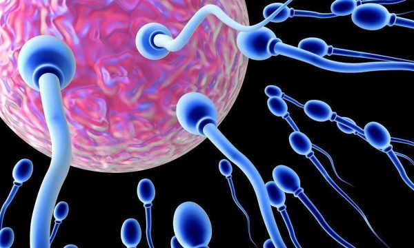 Birra e rritë numrin e spermatozoideve