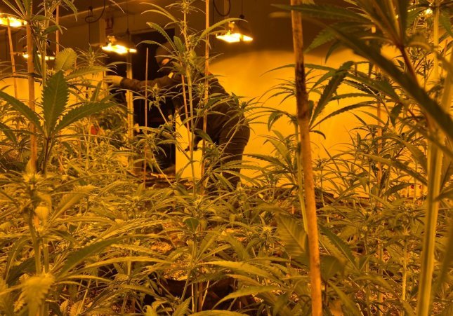 Çmontohet plantacioni i marijuanës në Spanjë, arrestohen tre të rinj shqiptarë