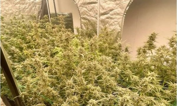 Kujdesej për një fermë kanabisi, kapet “mat” i riu shqiptar në Belgjikë