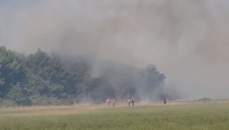 Pylli i Pishporos në Fier prej ditësh në flakë, pritet ndërhyrja e mjeteve zjarrfikëse për shuarjen e vatrave të zjarrit