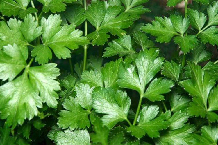 Dobësohuni duke ngrenë… ju duhet vetëm majdanoz, limon, dhe uthull molle