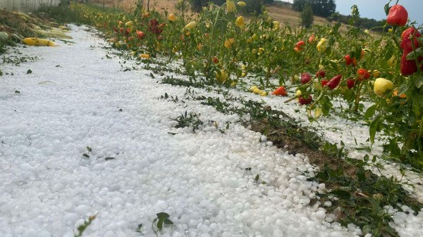 ​Breshër i madh në Skenderaj shkakton dëme në bujqësi