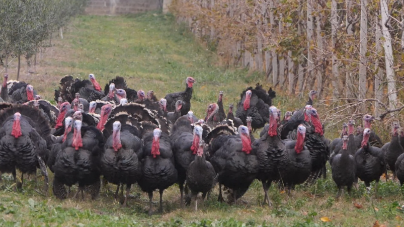 Kriza e gjelit të detit/ Çmimi i ulët i pularive rrezikon, fermerët që rrisin shpendët në mënyrë organike
