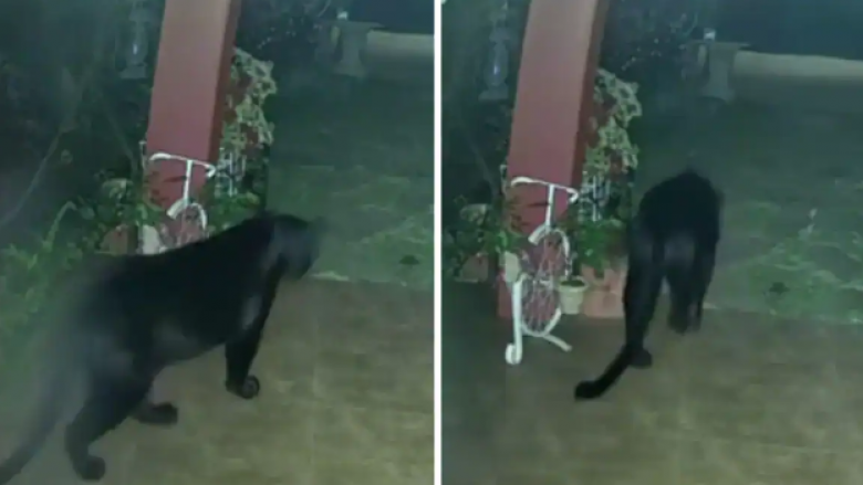 Pantera e zezë “viziton” oborrin e një shtëpie në Indi