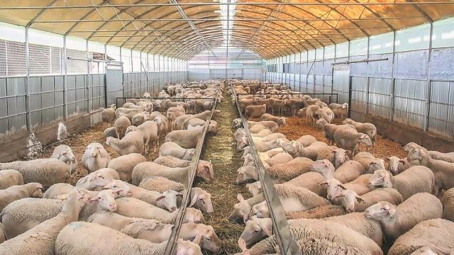 Shpërthimi i murtajës së deleve në një fermë blegtorale në Greqi, dyshohet se sëmundja u fut përmes…