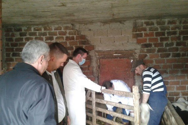 Këtë vit pritet të fillojë regjistrimi i kafshëve nëpër ferma