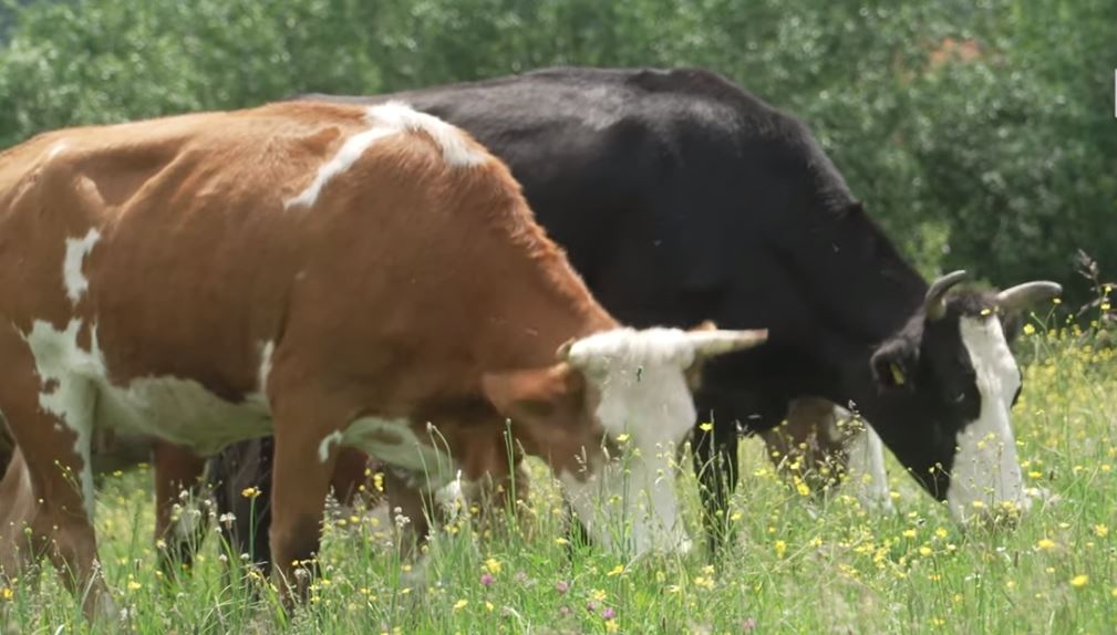Pamje tmerruese, ariu sulmon bagëtinë në një fermë të Vitisë