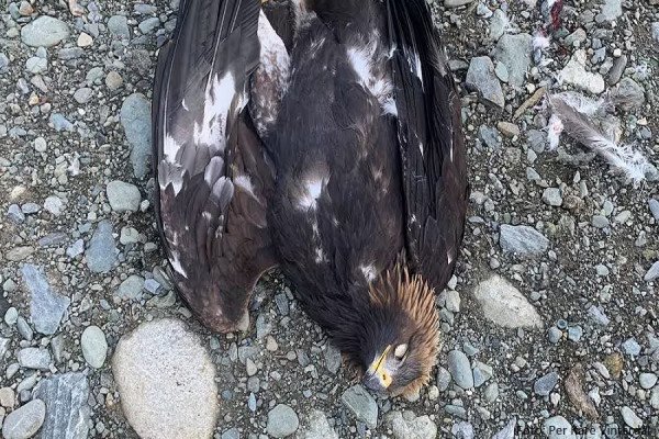​Vritet shqiponja që sulmoi foshnjën në Norvegji