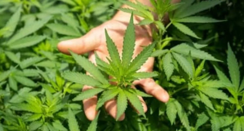 Zbulohet pas dy vitesh kultivuesi i parcelës me drogë, arrestohet shqiptari në Greqi