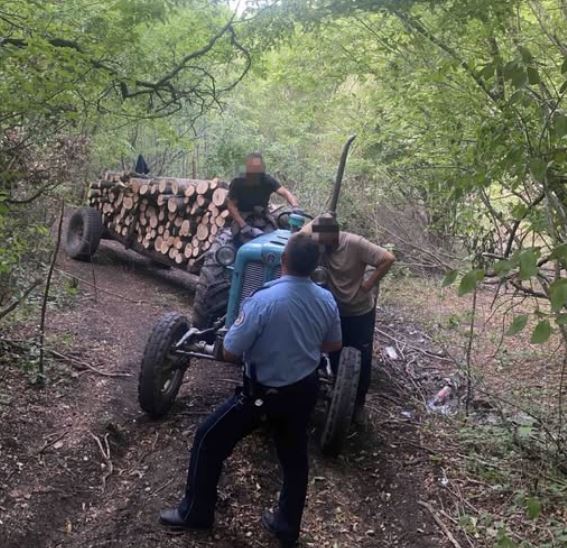 Policia kap në flagrancë hajnat e pyllit, traktori “full” me dru 