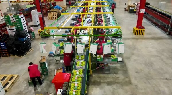 ​Eksportet e frutave të Shqipërisë rritën me 10%