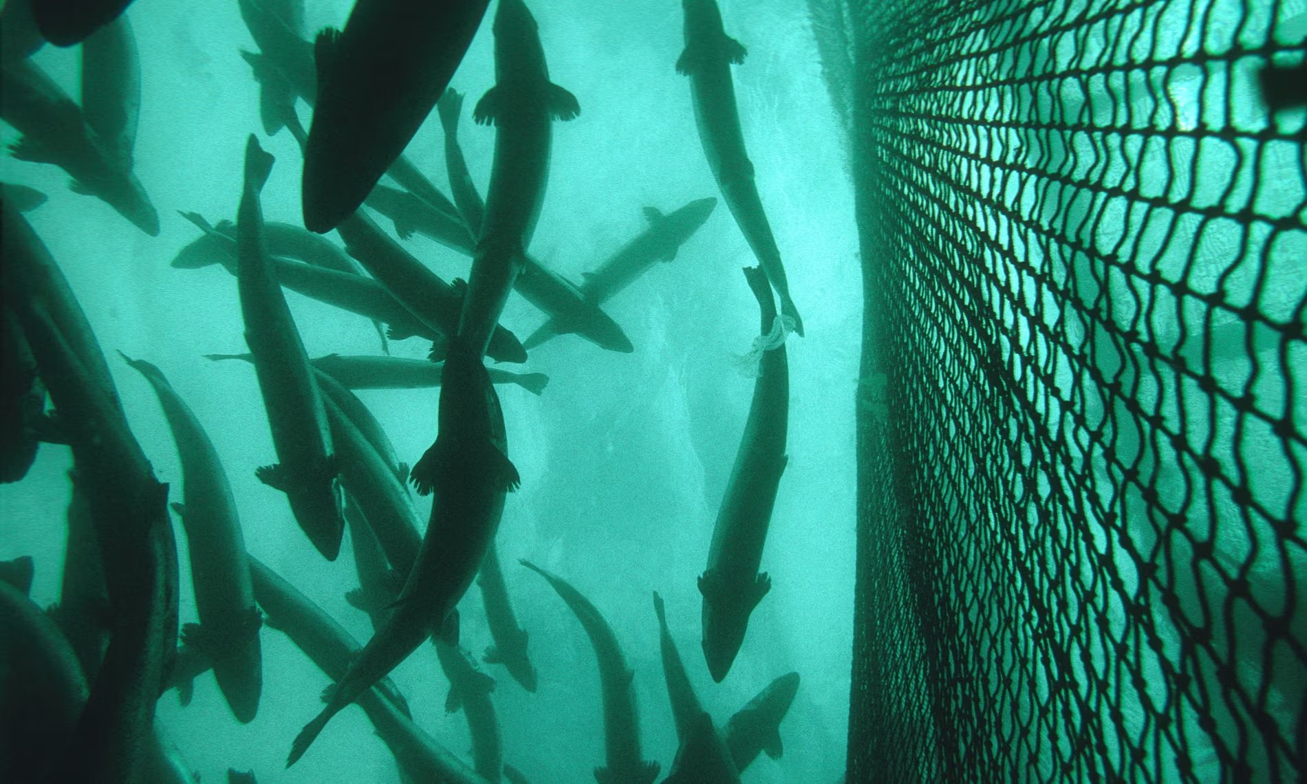 Shpërblim për të kapur 27,000 salmonët e arratisur në Norvegji