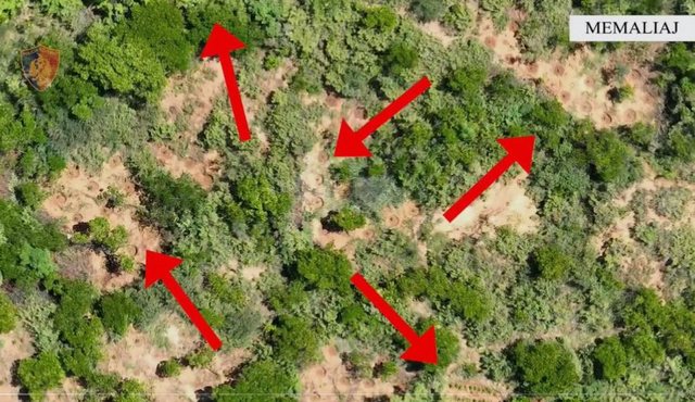 Kultivuan 137 bimë narkotike, arrestohen 2 vëllezërit në Tepelenë