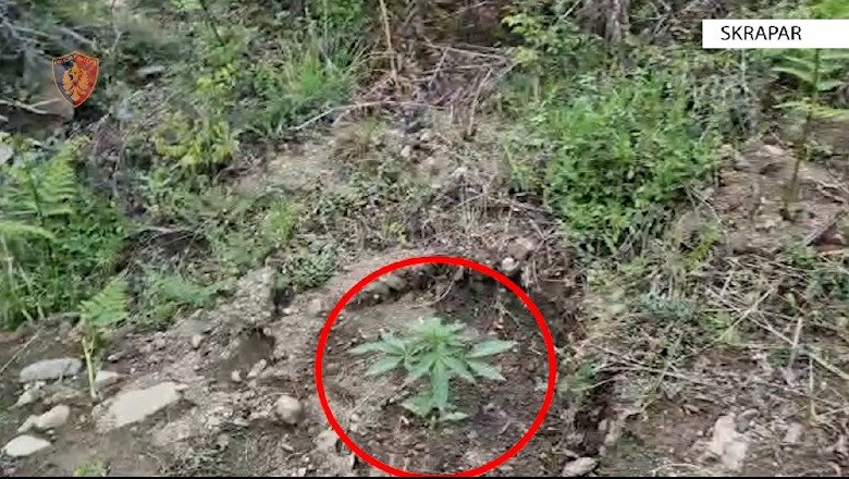 Vau i Dejës/ Arrestohet 27-vjeçari për kultivim kanabisi, procedohet edhe i ati për armëmbajtje pa leje