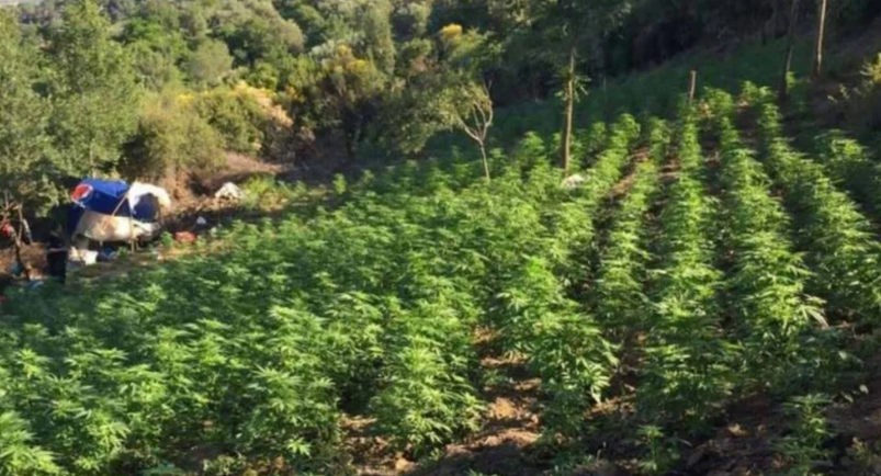 Goditet një tjetër rast i kultivimit të narkotikëve në Kukës, arrestohet 60-vjeçari, shpallet në kërkim vëllai i tij