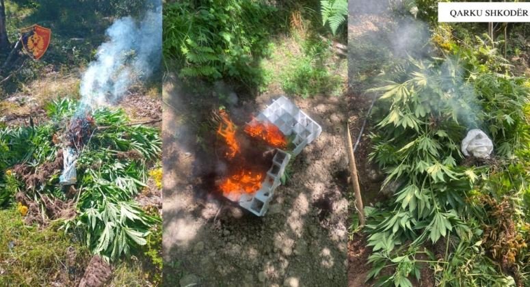 Gjenden dhe asgjësohen 3679 bimë kanabisi në Shkodër, procedohet inxhinieri i pyjeve