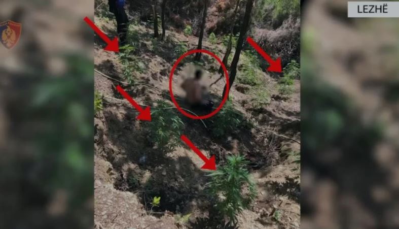 Lëndë narkotike të mbjella në Lezhë, arrestohet në flagrancë 45-vjeçari! U gjet duke u kujdesur për bimët e kanabisit