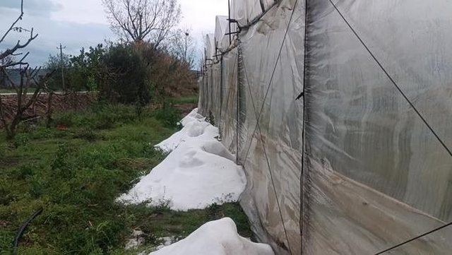 Stuhi breshëri në Barbullinjë, shkatërron qindra hektarë me pjeshkë
