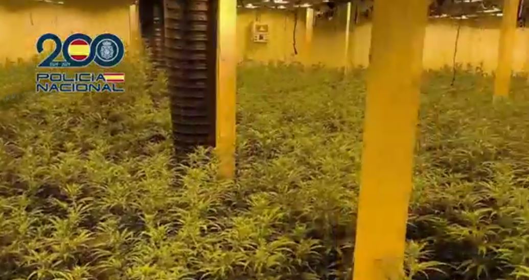 “Çmontohet” grupi kriminal i shqiptarëve në Spanjë, pesë në pranga! Kishin ndërtuar disa plantacione kanabisi! Detaje nga operacioni