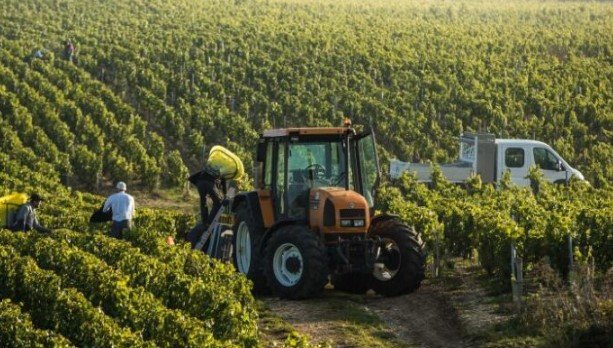  Abuzime me skemën e mbështetjes për fermerët, pezullohen 2 inspektorë të AZHBR-së dhe 6 veterinerë nga Drejtoria e Bujqësisë