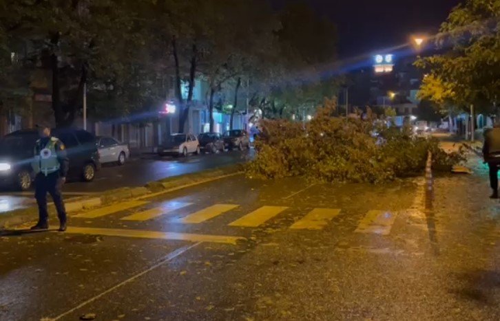 Reshjet e shiut dhe era e fortë rrëzojnë pemën, bllokohet rruga në Shkodër