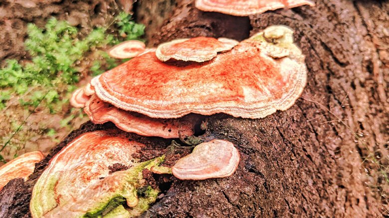 Kërpudha e rrallë që mund të shkatërrojë qelizat e kancerit – zbulohet sekreti i veprimit të saj