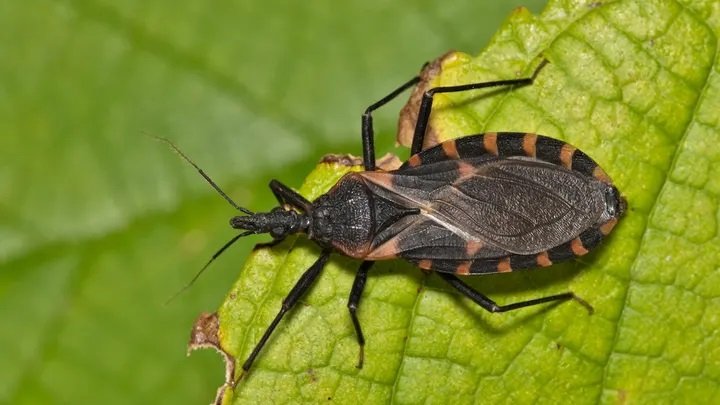 Sëmundja parazitare Chagas, kjo 'vrasëse e heshtur’ që po përhapet në disa shtete të SHBA-së