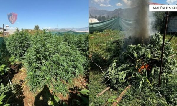 Kultivoi bimë narkotike në Malësinë e Madhe, arrestohet 54-vjeçari