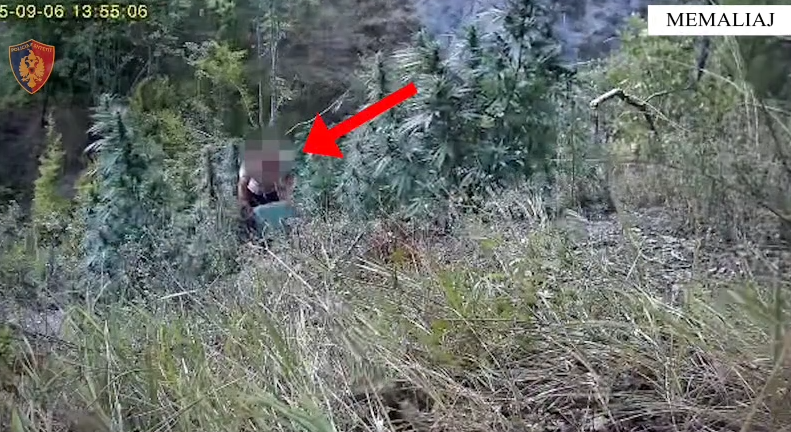 Operacioni “Koordinata”/ Kultivuan bimë narkotike në fshatin Selckë e Madhe, arrestohen dy shtetas në Memaliaj