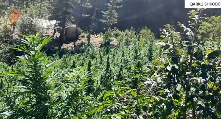 Shkodër/ Zbulohen dhe asgjësohen mbi 8000 rrënjë kanabisi, procedohen penalisht 5 kryetarë fshatrash