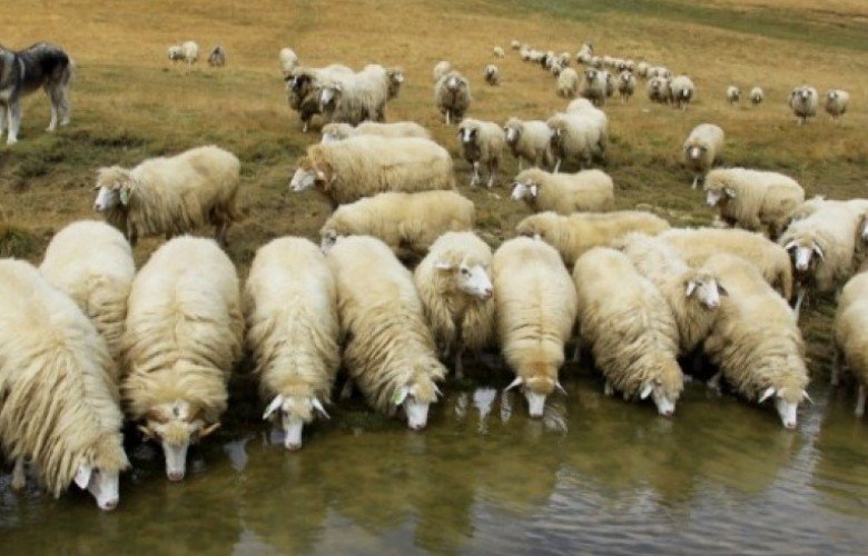 Konfirmohet sëmundja e murtajës së deleve në Kosovë