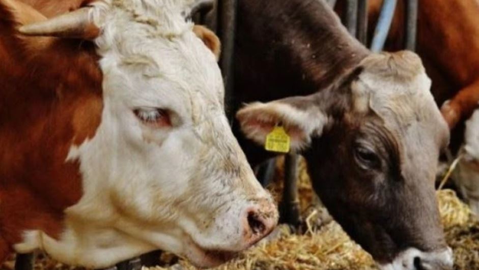 Pesë lopë dhe një viç të futura ilegalisht kapen nga policia në Zllakuqan - arrestohet i dyshuari