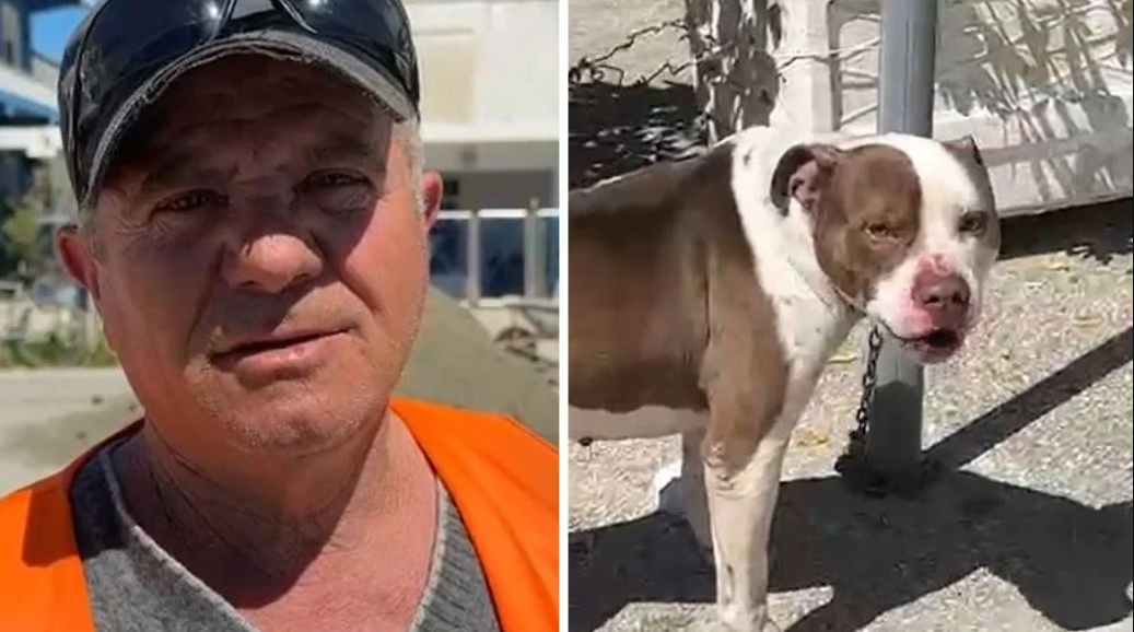 Pitbulli kafshoi 4-vjeçaren në Vlorë, flet qytetari hero që e shpëtoi: U turr dhe e kapi nga koka, shkova dhe e lidha me zinxhir