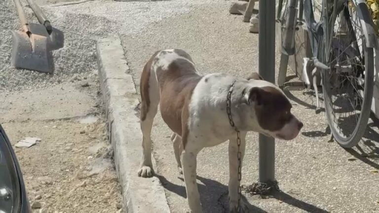 Qeni kafshoi në kokë 4-vjeçaren, zbulohet pronari i Pitbullit! Procedohet 87-vjeçari në Vlorë