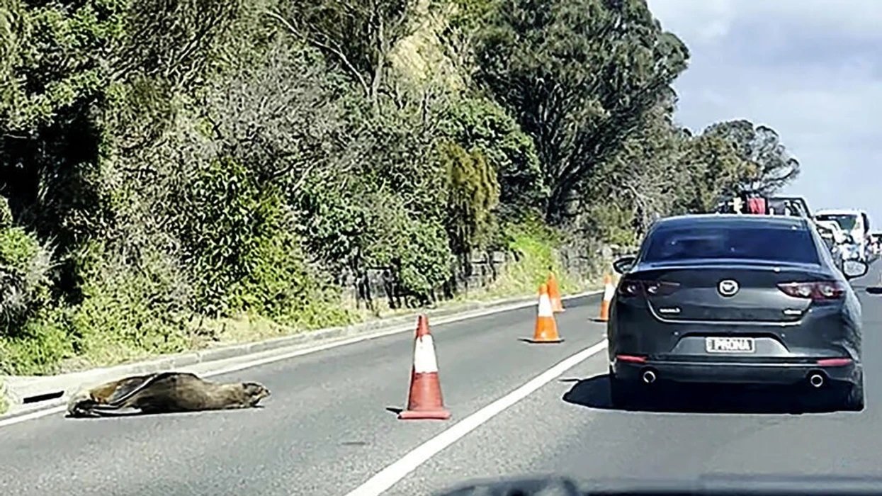 Foka e përgjumur devijon trafikun në qytetin bregdetar australian