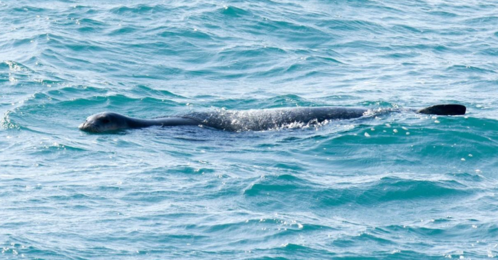 Një specie në zhdukje është parë dje duke notuar në Budva 