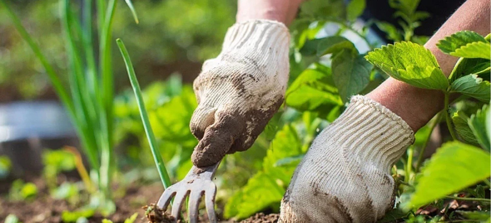Një udhëzues për fruta të freskëta vetëm në pak javë, çfarë të mbillni në pranverë për një korrje të shpejtë