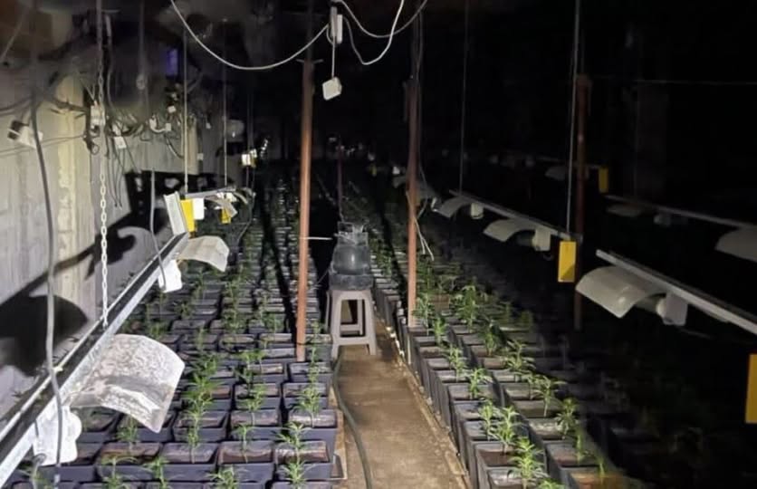 Sot pritet të bëhet asgjësimi i bimëve narkotike nga laboratori i zbuluar në Pejë