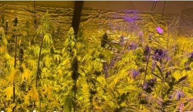 “Janë bimë kanabisi, kishte edhe dhomë përpunimi”, flet hetuesi i laboratorit të drogës në Pejë