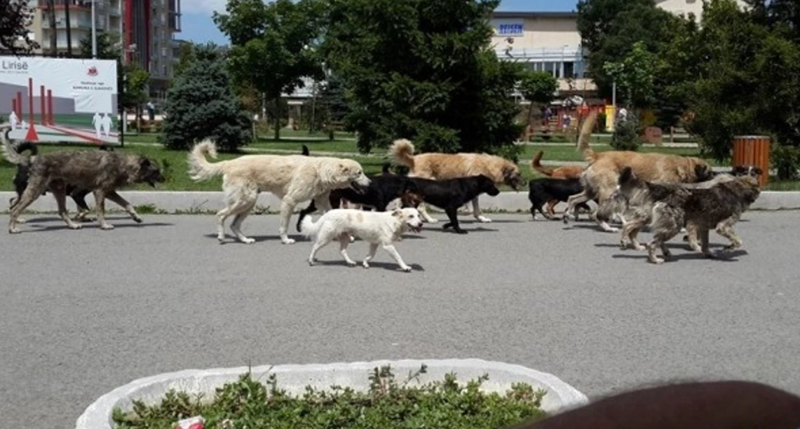 Qentë endacakë përbëjnë makth për banorët e Kumanovës